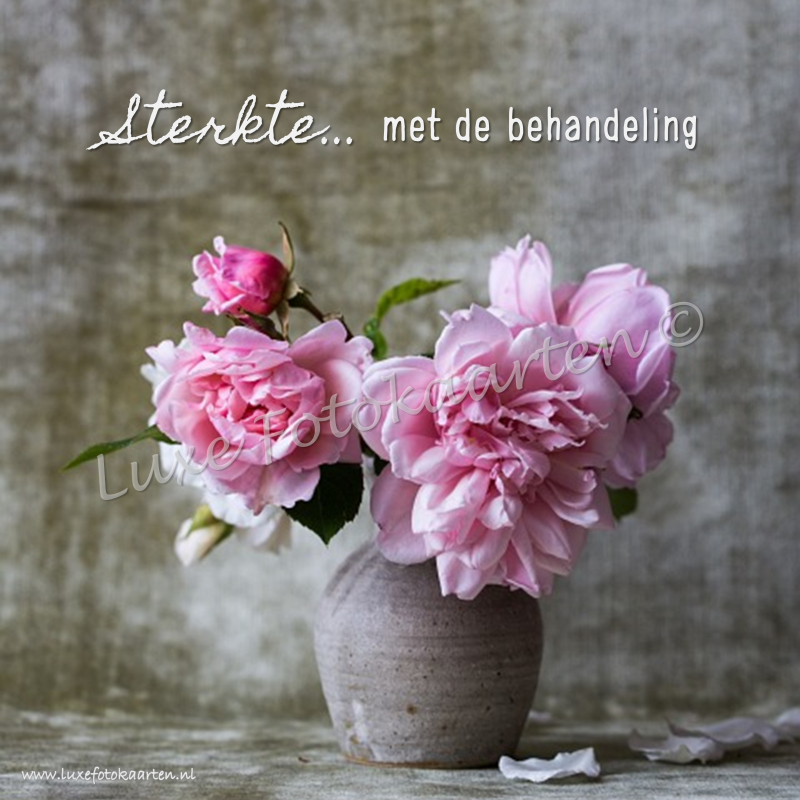 Sterkte - Met de behandeling roze roos